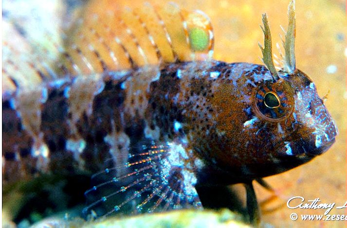 Parablennius tentacularis_006